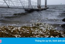 Cá chết hàng loạt khi bão Elsa đổ bộ vào Florida