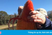 Phát hiện cá vàng khổng lồ ở Minnesota