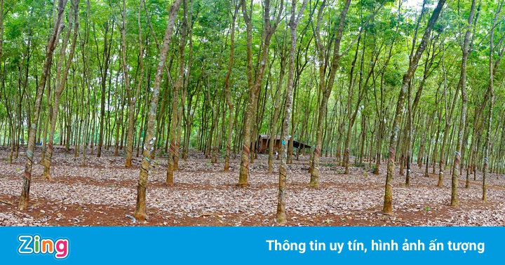 Tập đoàn Công nghiệp Cao su lãi hơn hai lần so với cùng kỳ