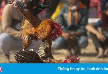 Cảnh sát đột kích 2 sới bạc trong ngày đầu thực hiện Chỉ thị 16