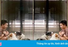 Nỗi lòng chủ nuôi chó ở chung cư TP.HCM mùa dịch