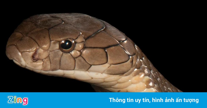 Người đàn ông Ấn Độ tử vong sau khi quấn rắn quanh cổ Người đàn ông Ấn Độ tử vong sau khi quấn rắn quanh cổ