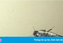 Phát hiện loài côn trùng có khả năng đi lộn ngược dưới mặt nước