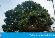 Bỏ 130 triệu để xây nhà trên cây ở ngoại thành Hà Nội