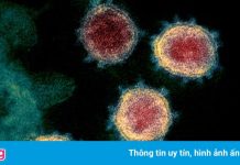 Mẫu da bí ẩn hé lộ manh mối mới về điều tra nguồn gốc Covid-19