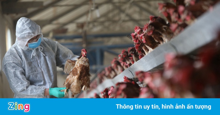 Trung Quốc phát hiện người mắc cúm gia cầm H5N6 Trung Quốc phát hiện người mắc cúm gia cầm H5N6
