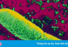 Bé trai 10 tuổi ở Mỹ chết vì biến chứng dịch hạch