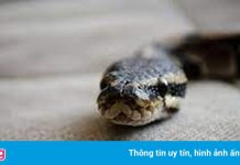 Cặp vợ chồng Mỹ phát hiện 18 con rắn dưới gầm giường