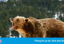 Bị gấu xám tấn công, một phụ nữ Mỹ tử vong