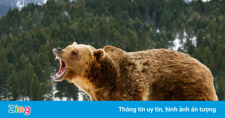 Bị gấu xám tấn công, một phụ nữ Mỹ tử vong Bị gấu xám tấn công, một phụ nữ Mỹ tử vong