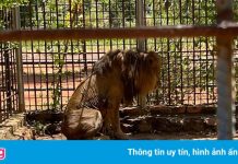 Cháu trai ông Hun Sen lên tiếng về bức ảnh gây phẫn nộ ở sở thú