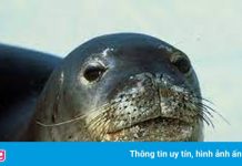 Hải cẩu tu sĩ Kostis bị giết