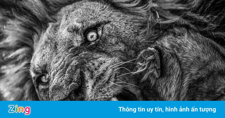 Cảnh ruồi đậu trên mắt sư tử thắng giải nhiếp ảnh châu Phi Cảnh ruồi đậu trên mắt sư tử thắng giải nhiếp ảnh châu Phi