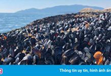 Nắng nóng kỷ lục ‘nướng chín’ sinh vật trên bãi biển Canada