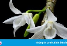 Lừa bán lan đột biến để chiếm đoạt hơn 1,4 tỷ đồng