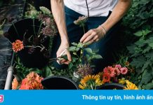 Ngành phát đạt bất ngờ giữa đại dịch Covid-19 tại Mỹ