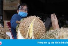 Sầu riêng Đắk Lắk rớt giá kỷ lục