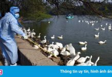 Ấn Độ có ca tử vong đầu tiên do virus cúm H5N1