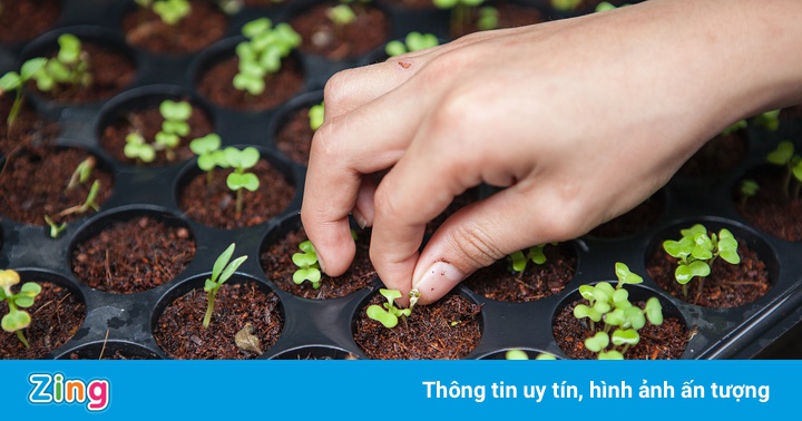 Tự trồng hành, rau mầm mùa giãn cách Tự trồng hành, rau mầm mùa giãn cách