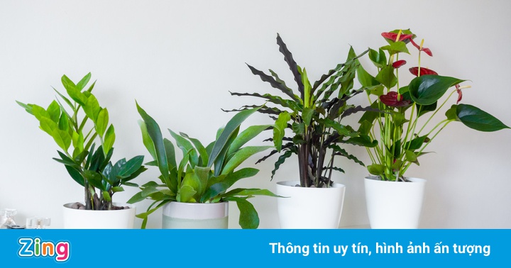 5 loại cây trồng trong nhà phù hợp với mùa hè