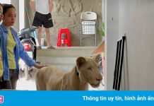 Sư tử TikTok và nạn nuôi động vật hoang dã làm thú cưng ở Campuchia