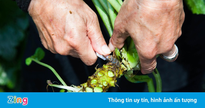 Trang trại trồng ‘wasabi thật’ lớn nhất Nhật Bản