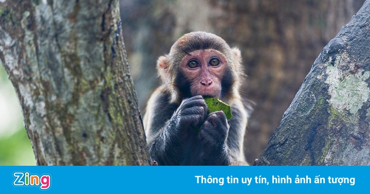 Trung Quốc ghi nhận ca tử vong đầu tiên do virus Monkey B