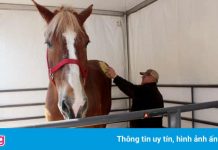 Con ngựa cao nhất thế giới qua đời