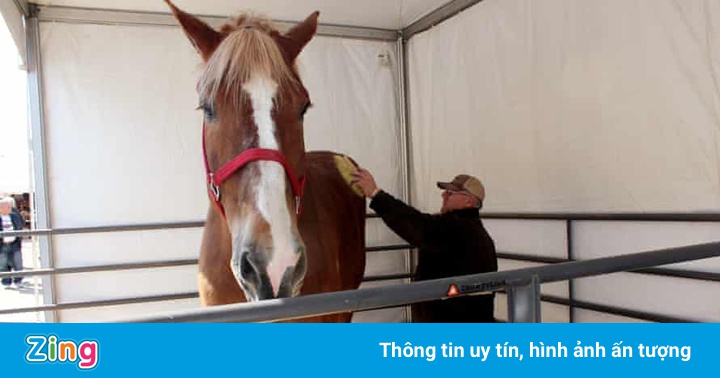 Con ngựa cao nhất thế giới qua đời Con ngựa cao nhất thế giới qua đời