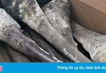 Tạm giữ lô hàng sừng tê giác, xương động vật hoang dã