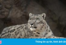 Báo tuyết chưa tiêm vaccine mắc Covid-19 ở Mỹ