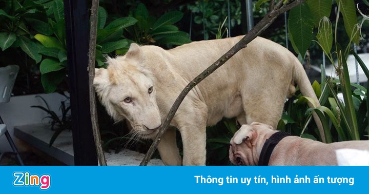 Người đàn ông Trung Quốc vẫn được nuôi sư tử tại nhà ở Campuchia Người đàn ông Trung Quốc vẫn được nuôi sư tử tại nhà ở Campuchia