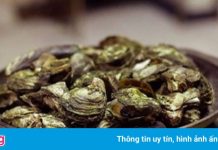 Những con hàu đe doạ một địa điểm tổ chức Olympic Tokyo