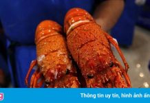 Người Trung Quốc ‘khát’ tôm hùm Australia