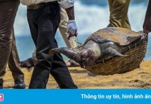 Hàng trăm con rùa chết dạt vào bờ biển ở Sri Lanka