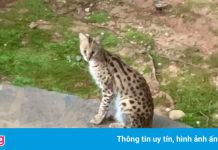 Linh miêu bất ngờ xuất hiện trên giường người dân ở Mỹ