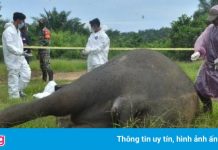 Phát hiện xác voi Sumatra bị chặt đầu, lấy mất ngà ở Indonesia