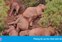 Giải cứu voi con bị thương lạc đàn ở Trung Quốc