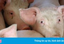 TP.HCM cần 10.000 con heo mỗi ngày