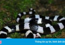 Cô gái 22 tuổi bị rắn cạp nia cắn khi đang ngủ