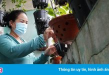 Sống nơm nớp trong khu tập thể xuống cấp ở trung tâm Hải Phòng