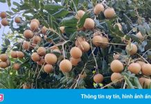 Nhãn Đồng Tháp lên sàn thương mại điện tử