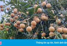 Giá nhãn ở miền Tây giảm mạnh