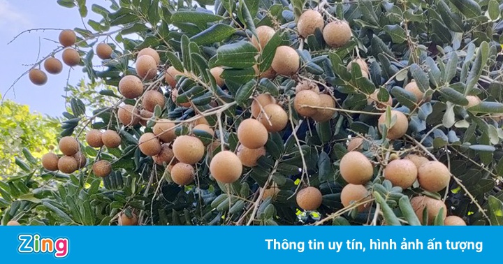 Giá nhãn ở miền Tây giảm mạnh