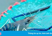 Tỉnh nào nổi tiếng với đặc sản cua biển, tôm càng xanh?