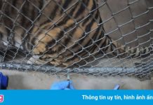 Sở thú Mỹ tiêm vaccine Covid-19 cho động vật