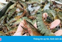 Thủy sản khó tiêu thụ, giá tôm, cua ở miền Tây đi xuống