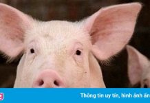 Đại gia chăn nuôi lợn thu 30 tỷ đồng mỗi ngày