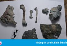 Hóa thạch 150 triệu năm tuổi hé lộ nguồn gốc cá sấu hiện đại