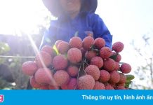 Gần hết vụ vải thiều, nông dân Bắc Giang ước thu hơn 6.700 tỷ đồng